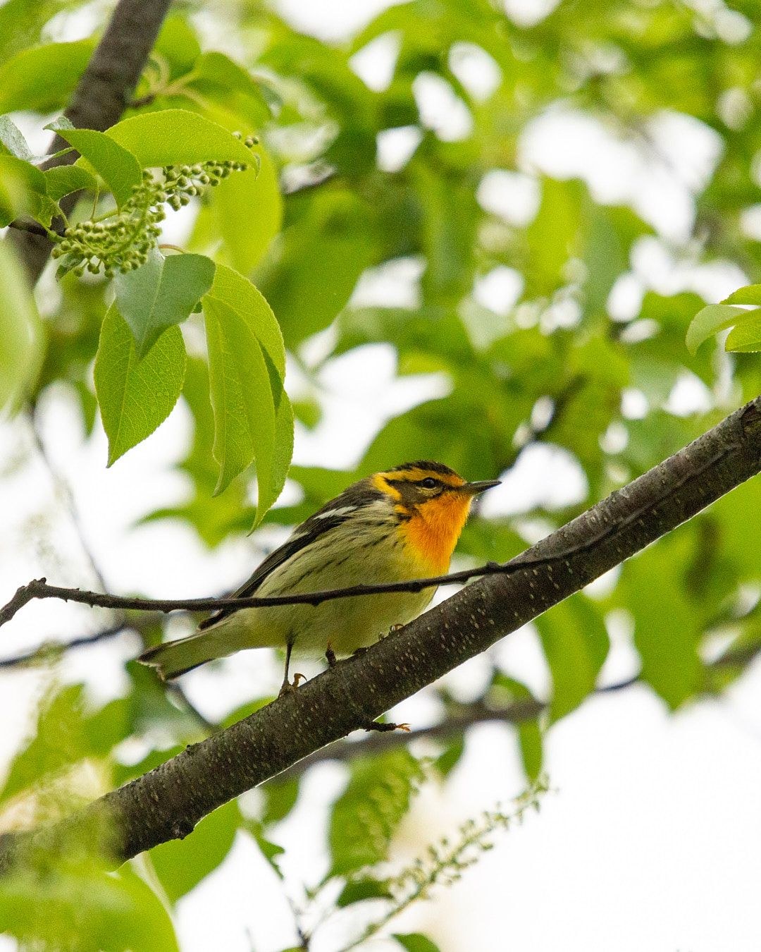 Wildlife, photograph 154