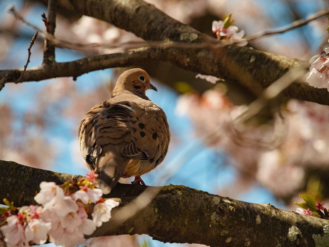 Wildlife, photograph 216