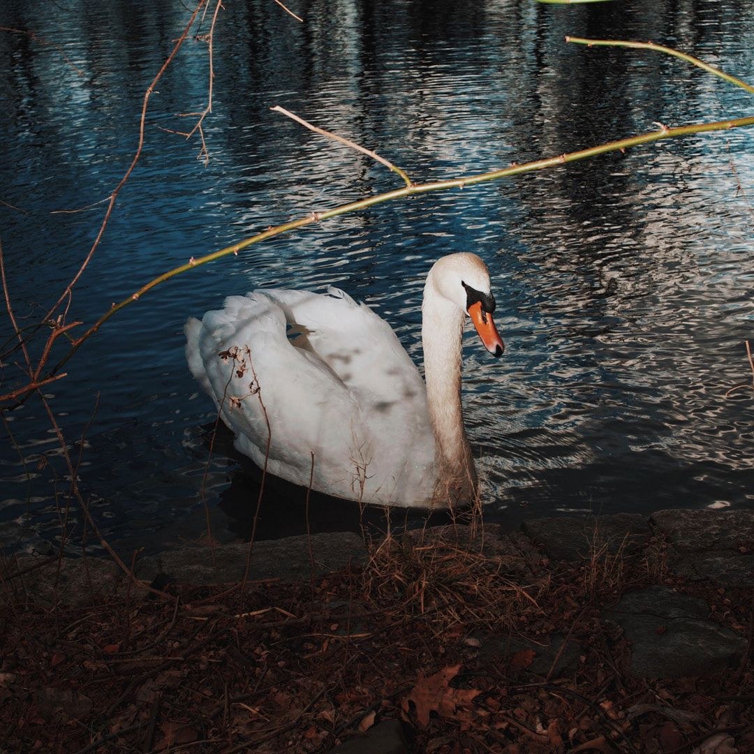 Wildlife, photograph 40