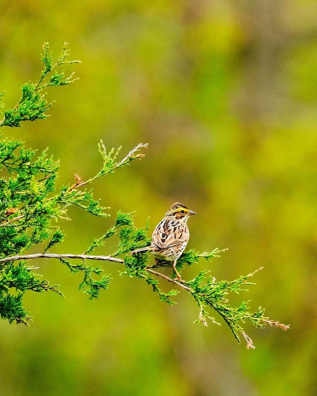 Wildlife, photograph 29
