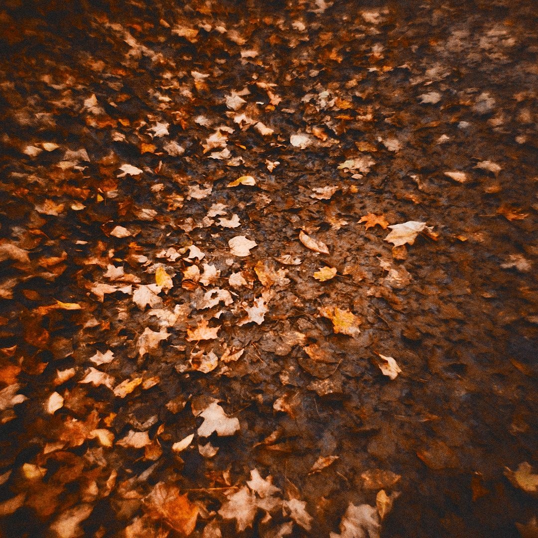 Schenley Park Walk, photograph 11