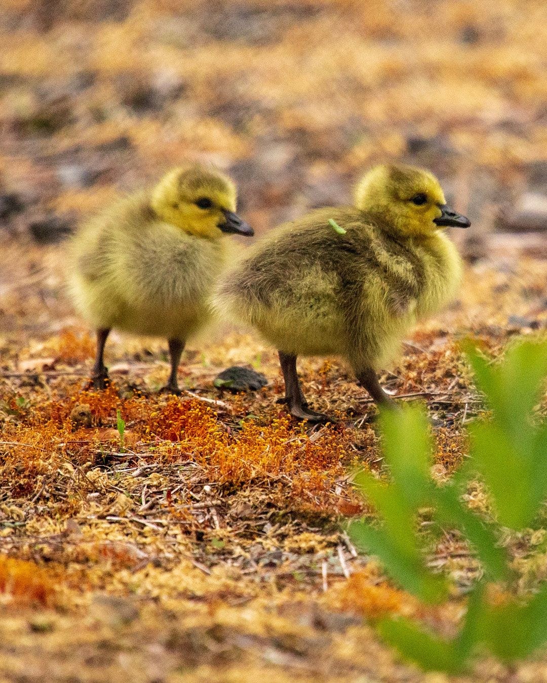 Wildlife, photograph 179