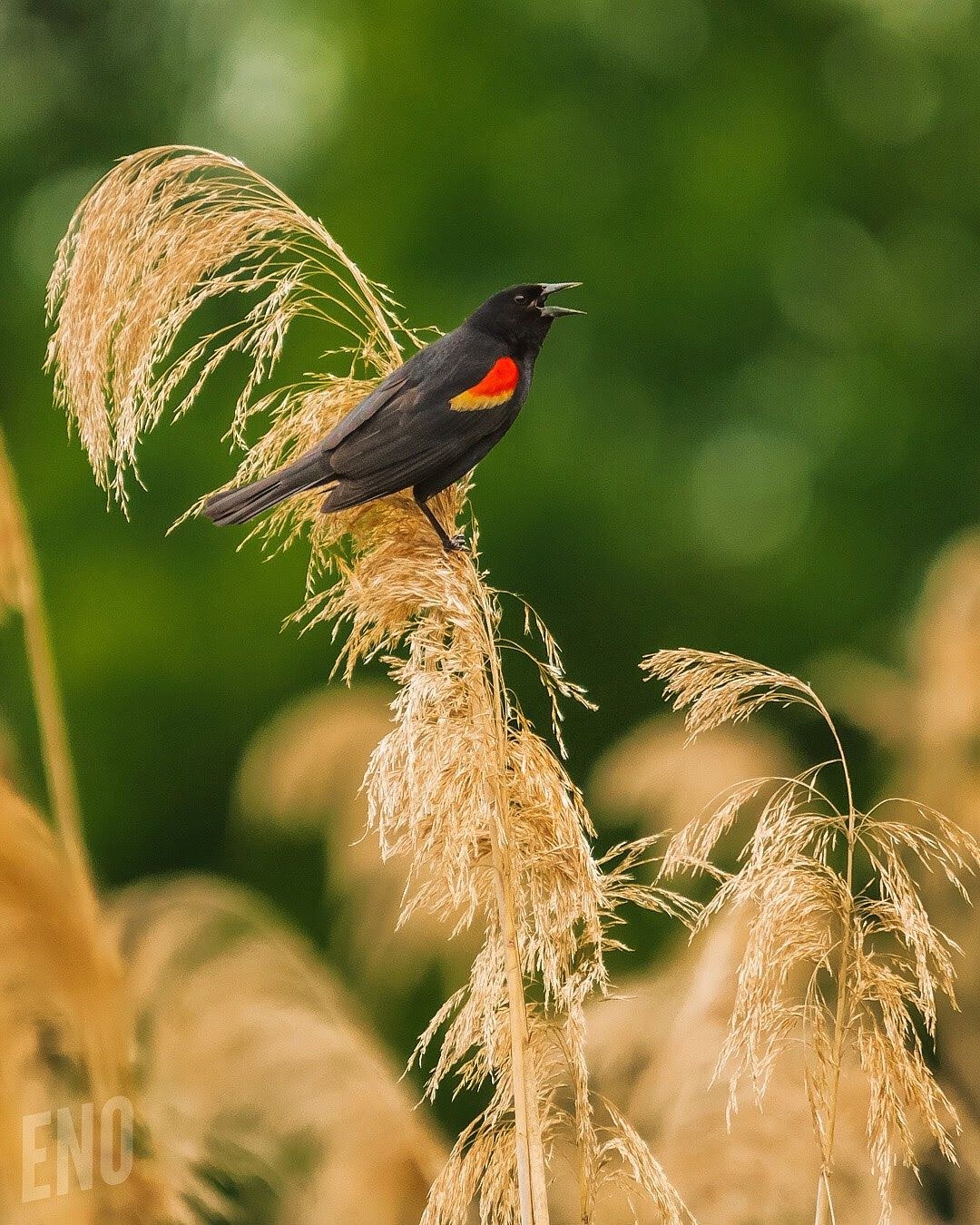Wildlife, photograph 83