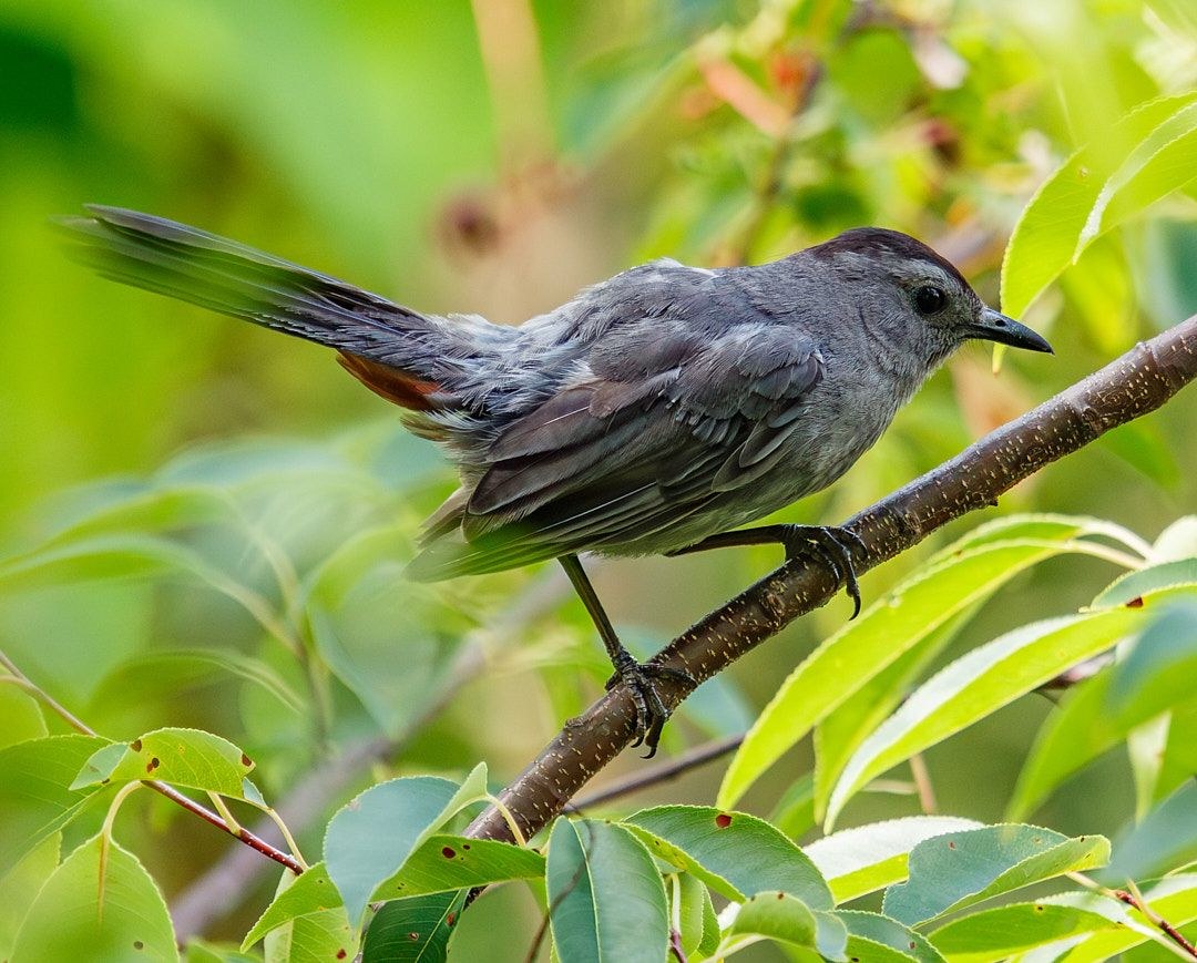 Wildlife, photograph 184