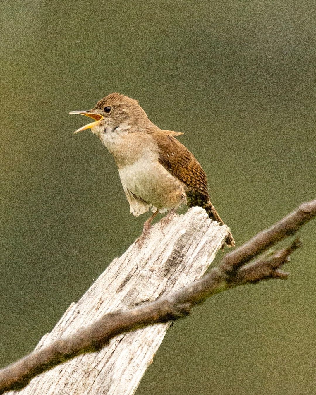 Wildlife, photograph 158