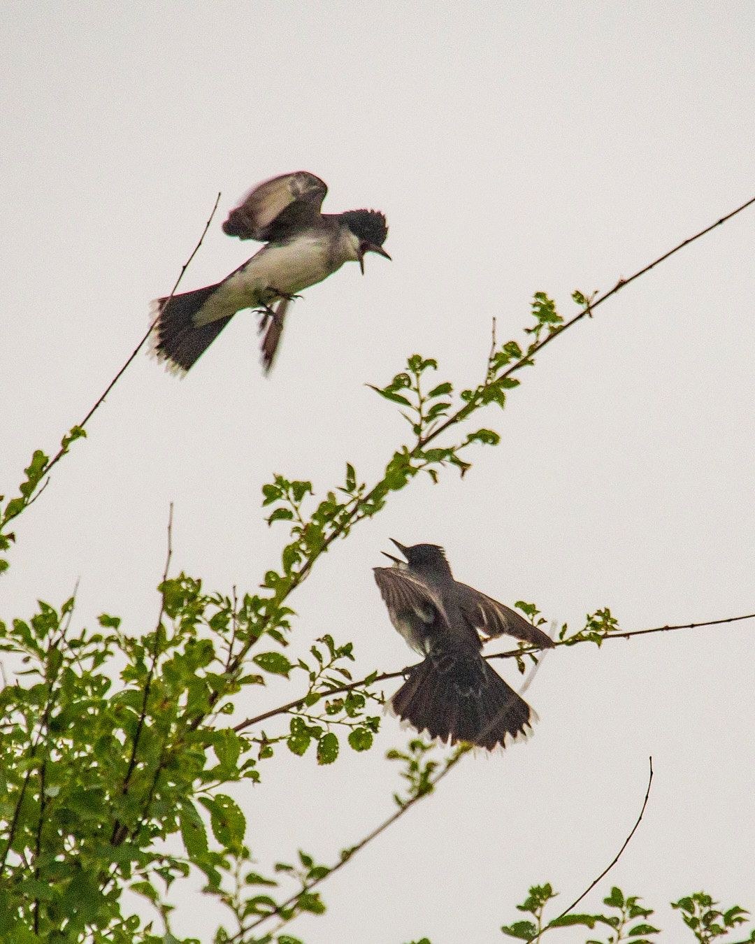 Wildlife, photograph 178
