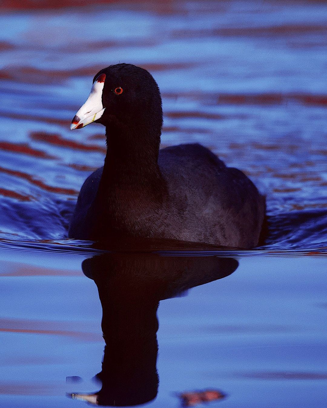 Wildlife, photograph 70