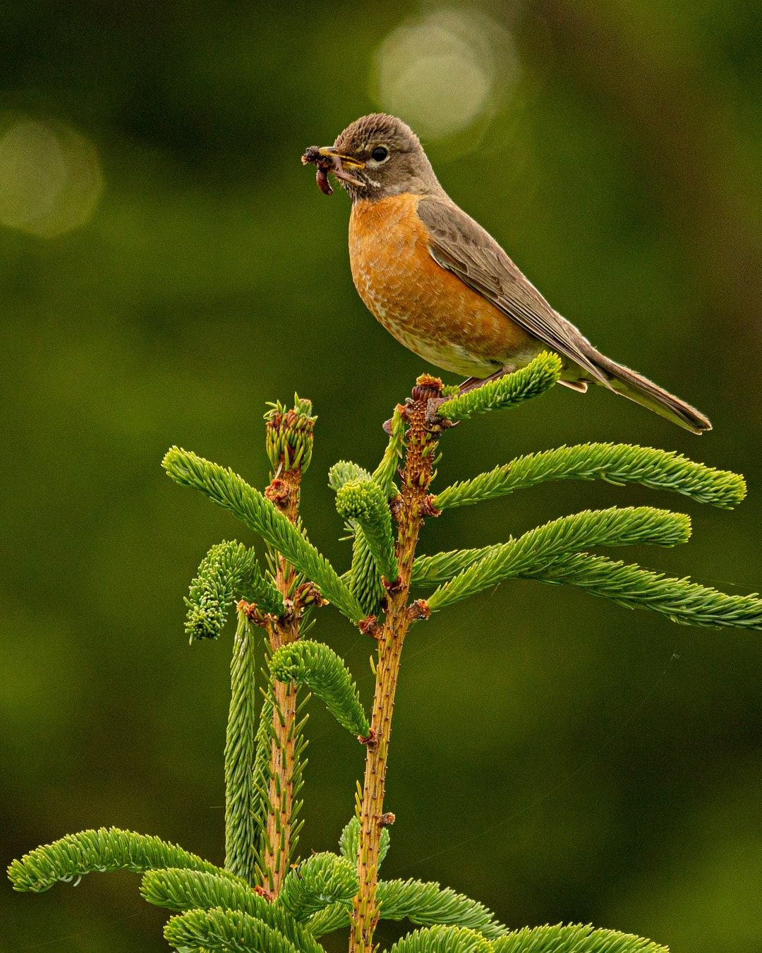 Wildlife, photograph 182