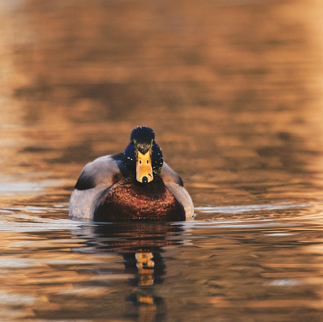 Wildlife, photograph 71