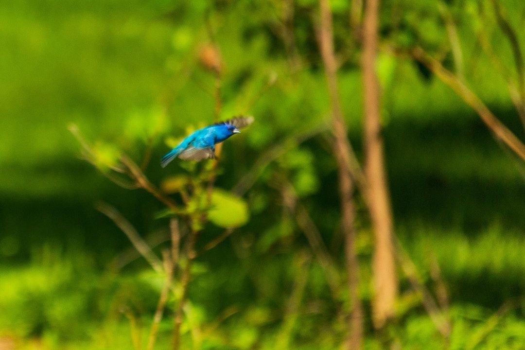 Wildlife, photograph 85