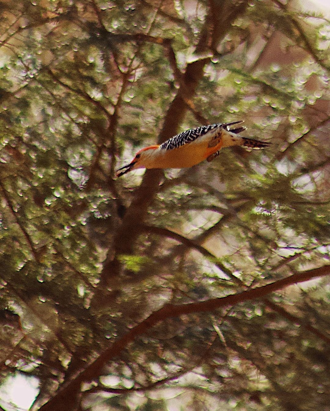Wildlife, photograph 53