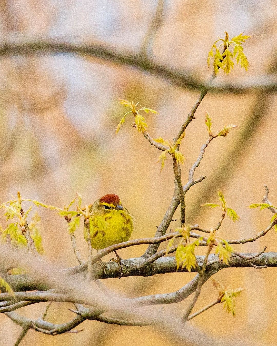 Wildlife, photograph 129