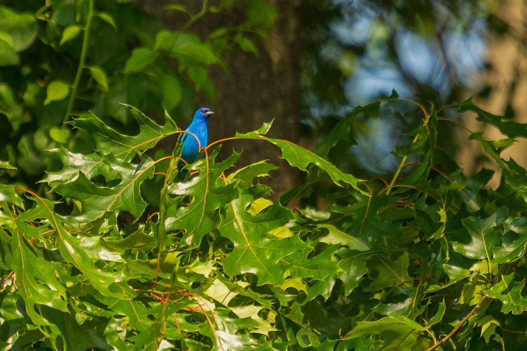 Wildlife, photograph 86