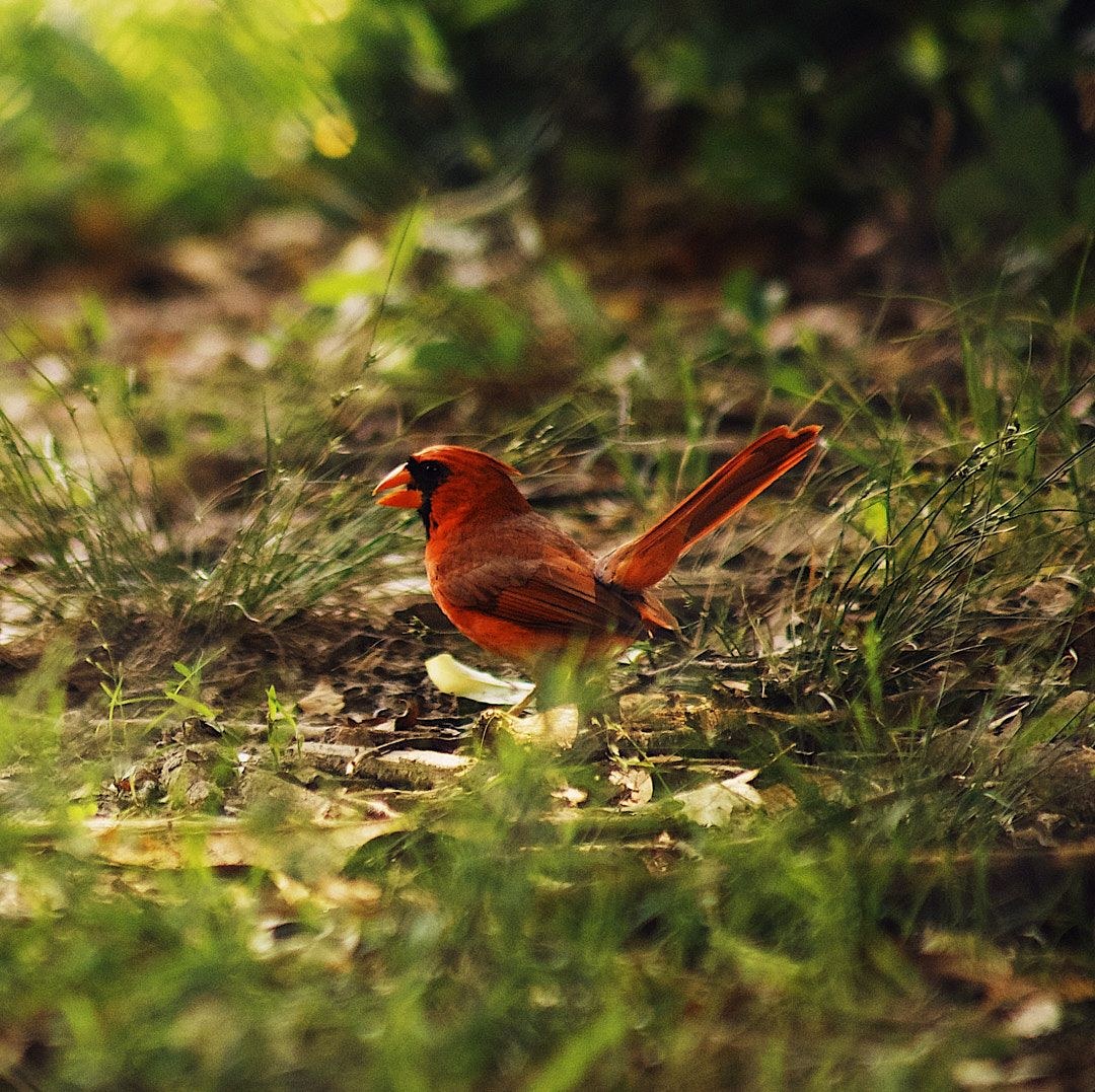 Wildlife, photograph 43