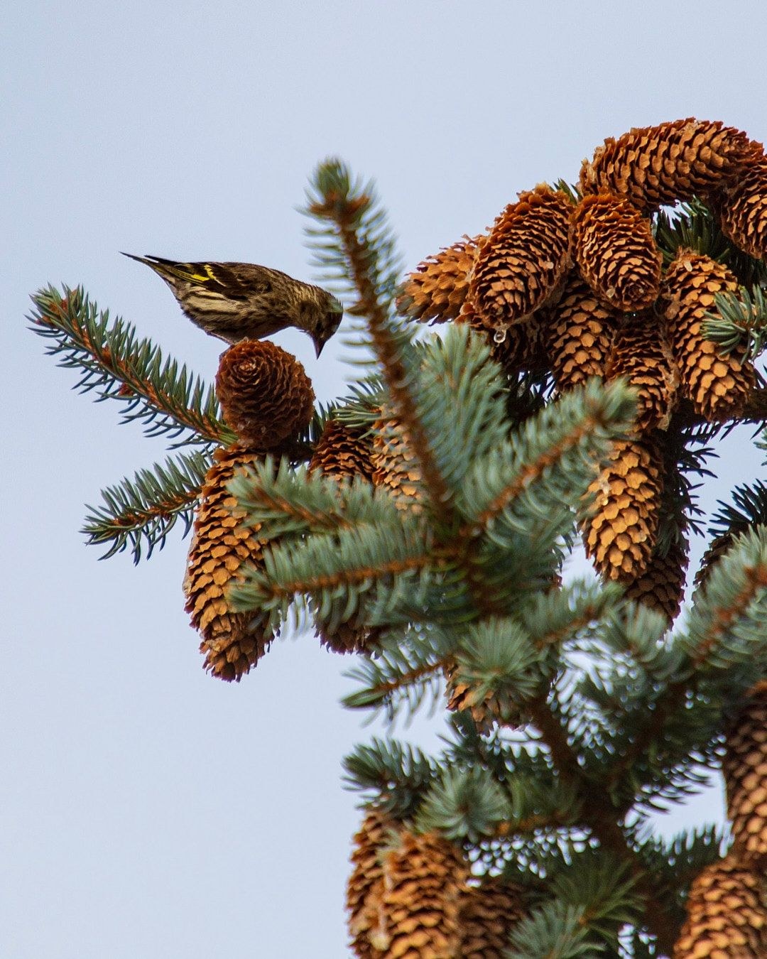 Wildlife, photograph 91