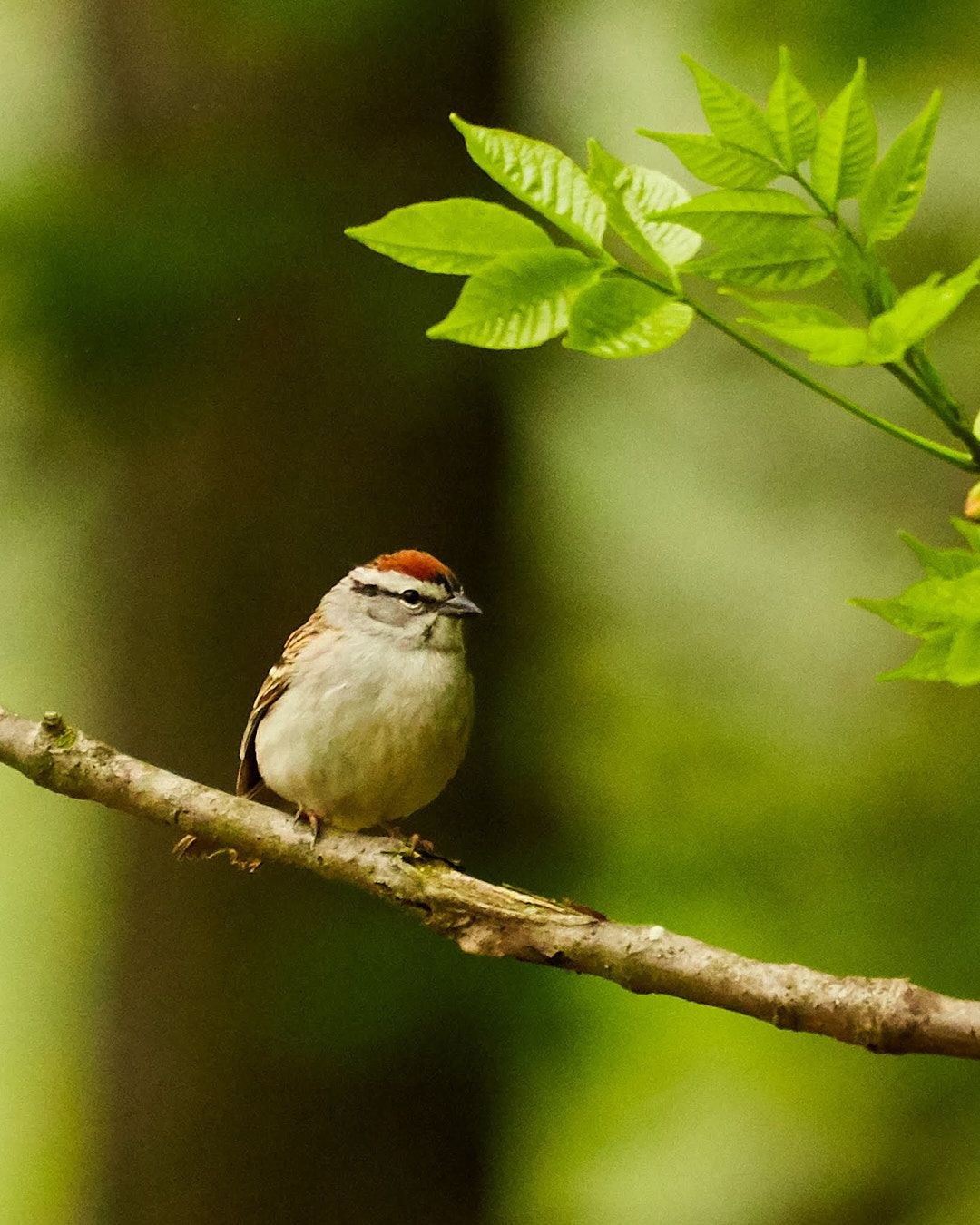 Wildlife, photograph 32