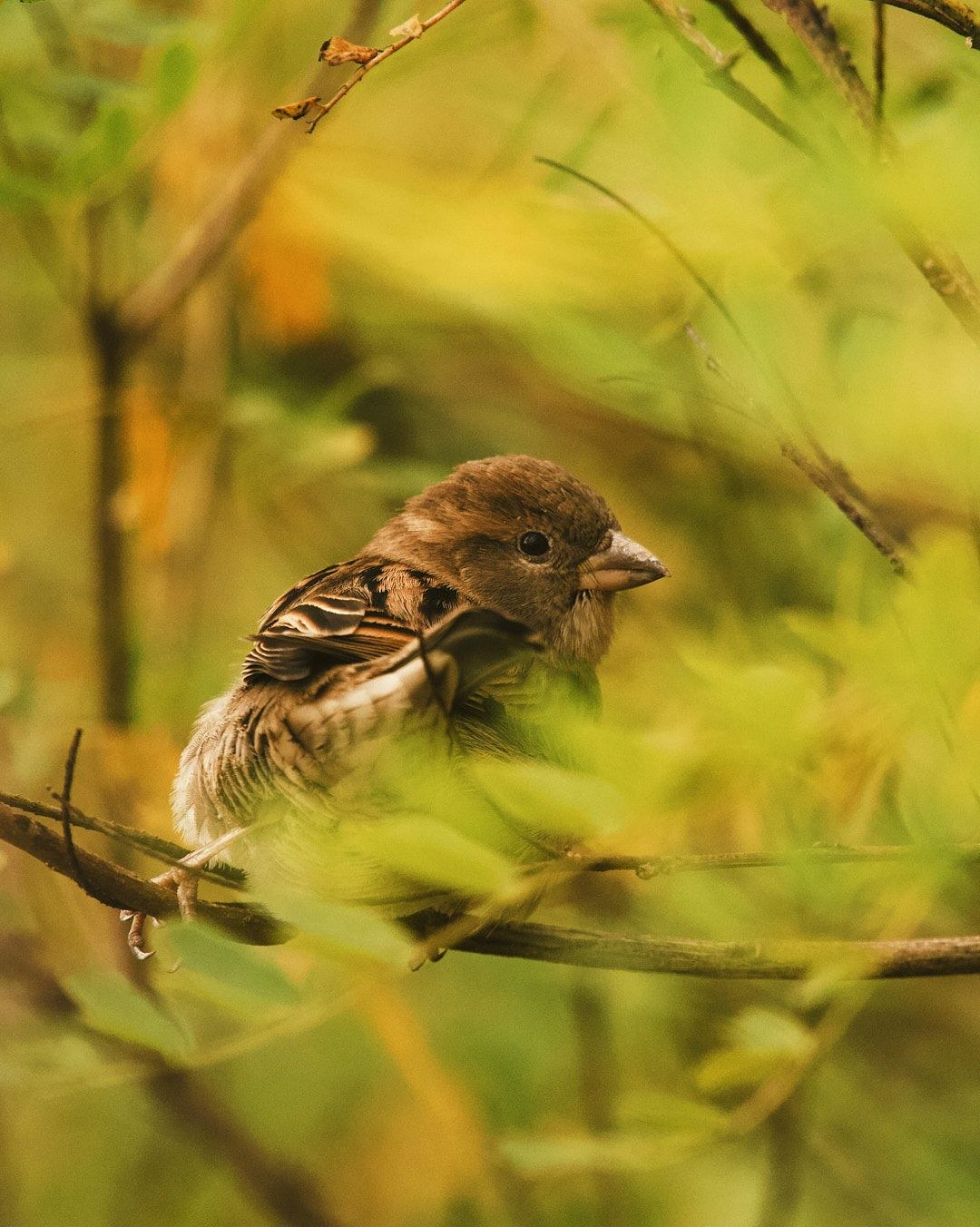 Wildlife, photograph 104