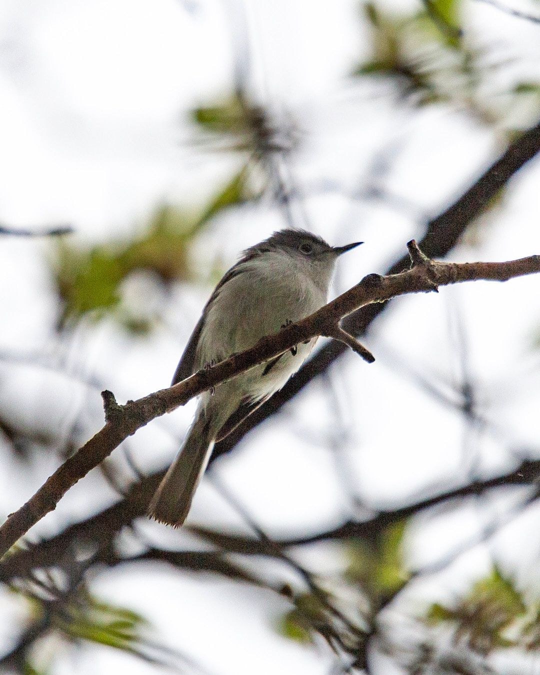 Wildlife, photograph 153