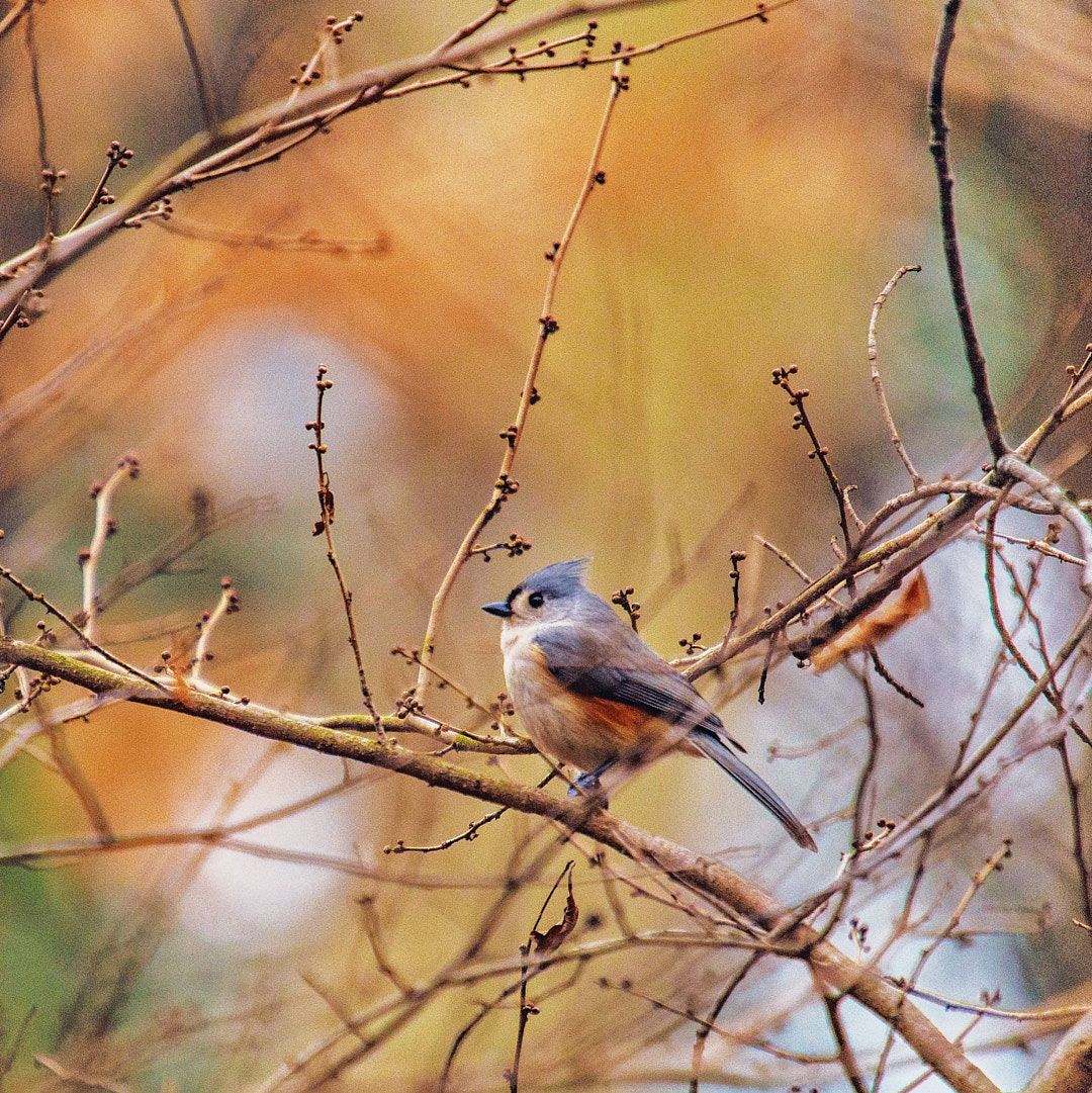 Wildlife, photograph 108