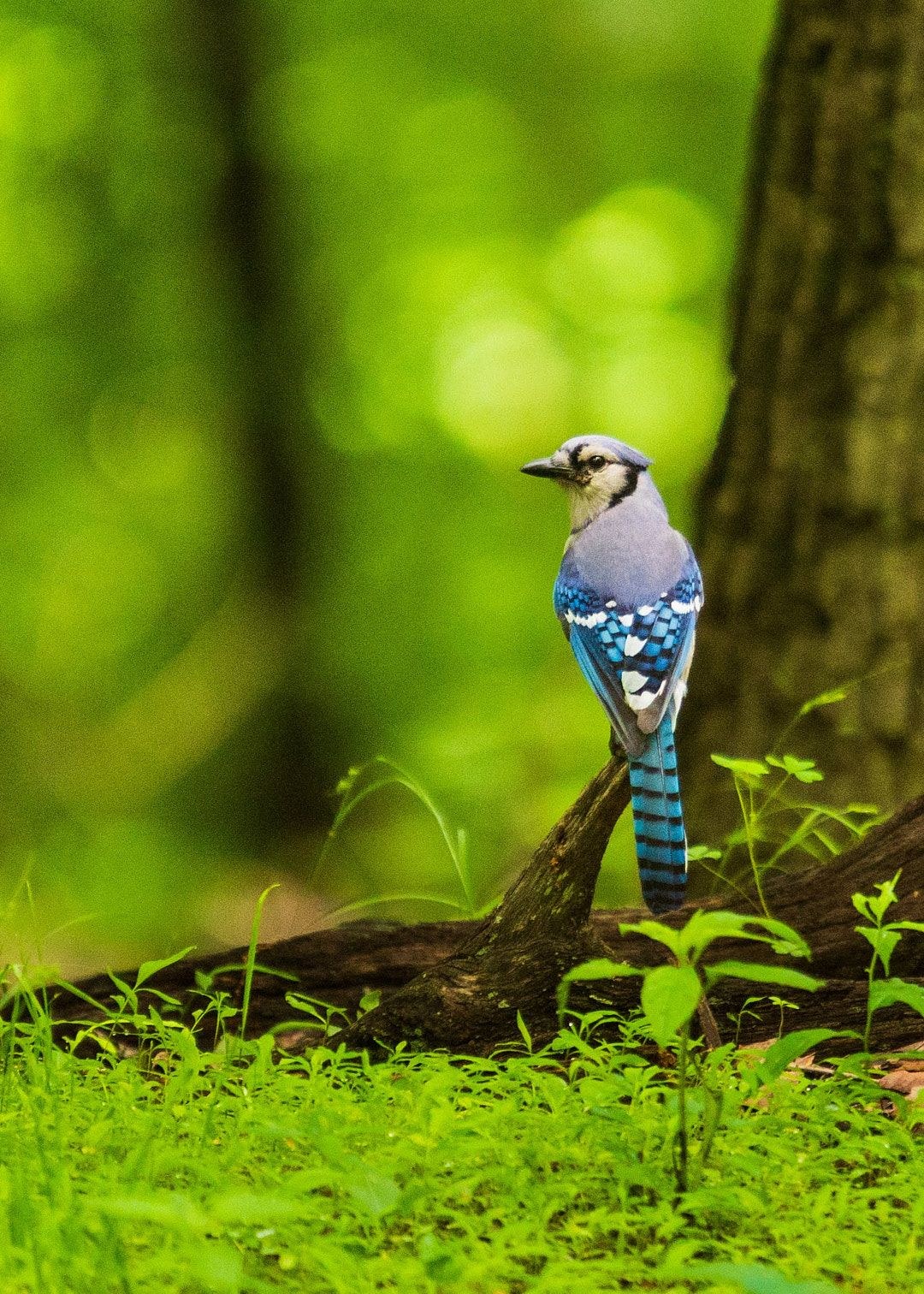 Wildlife, photograph 84