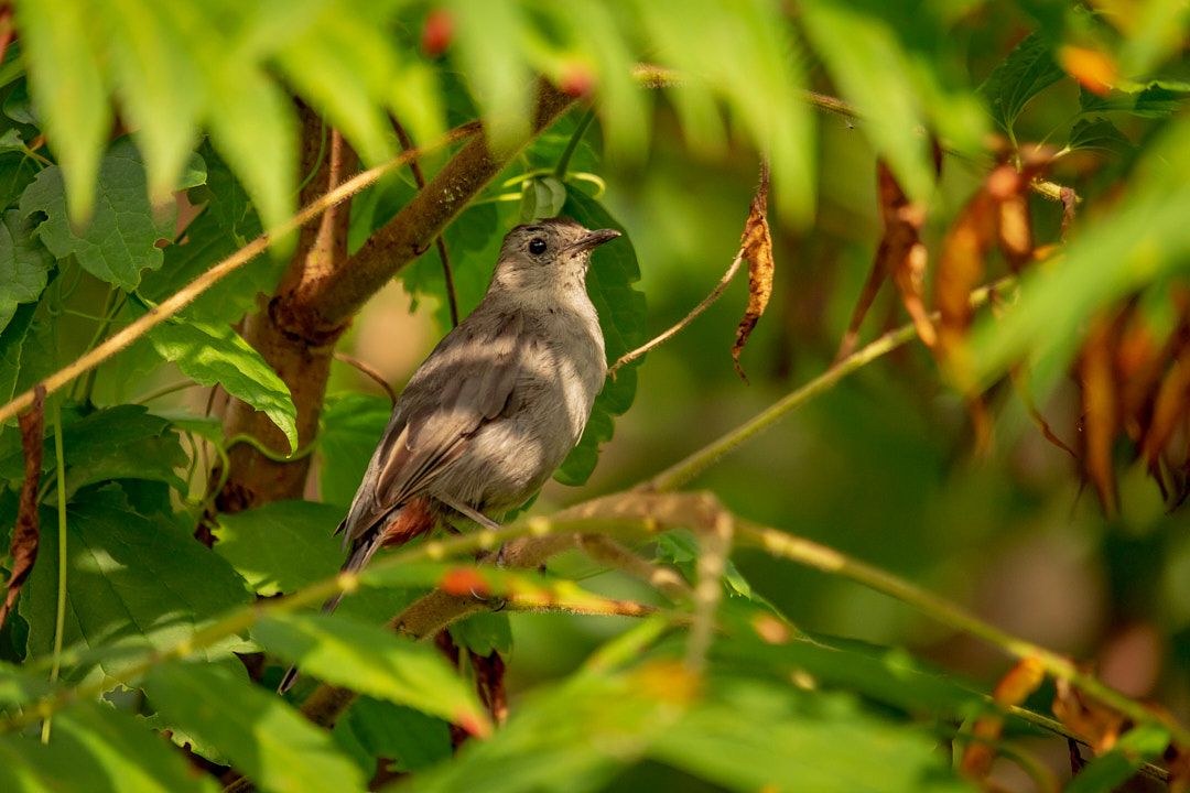 Wildlife, photograph 90