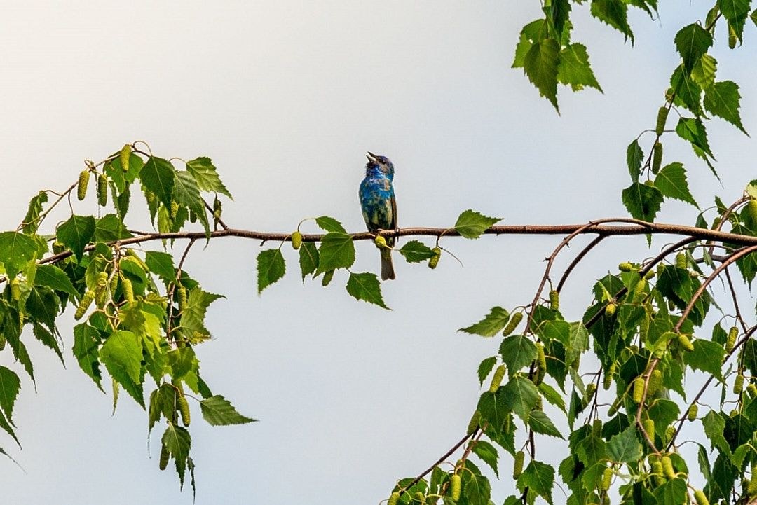 Wildlife, photograph 15