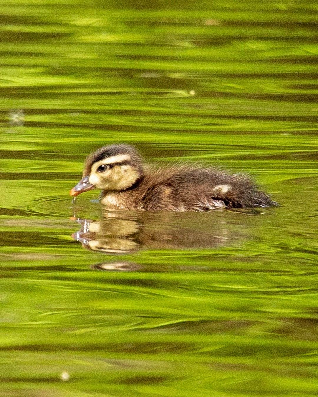 Wildlife, photograph 151
