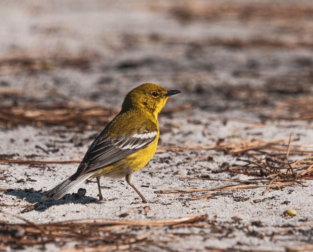 Wildlife, photograph 199