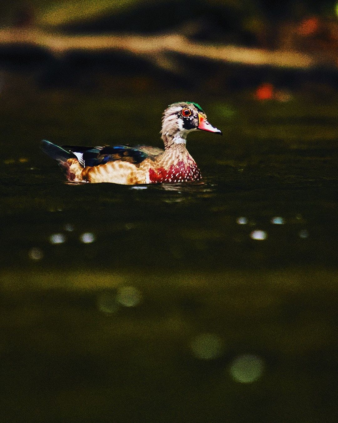 Wildlife, photograph 100