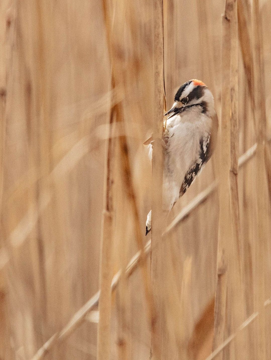 Wildlife, photograph 4