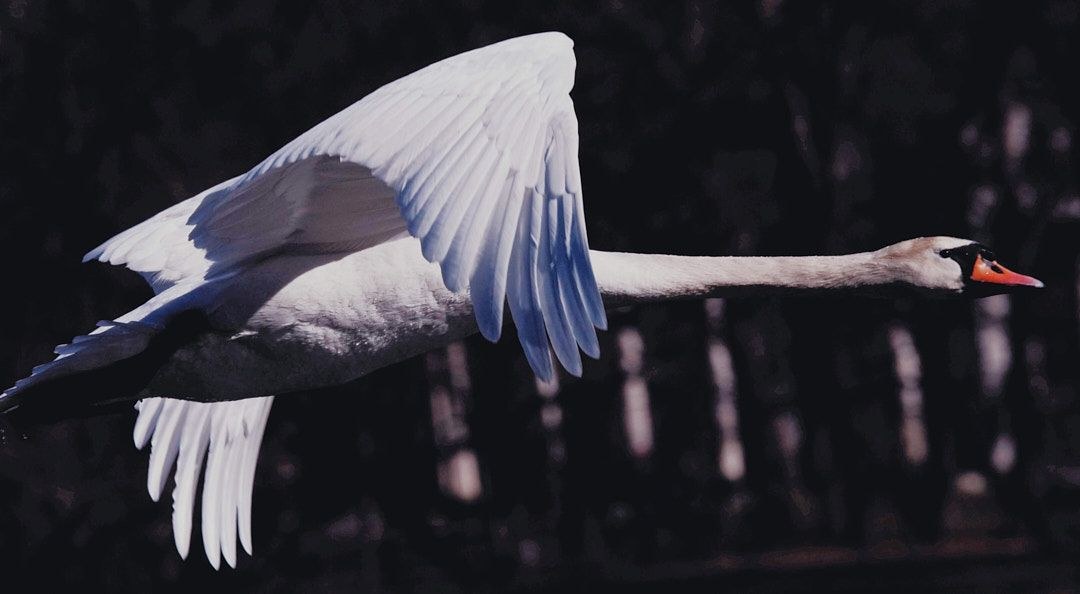 Wildlife, photograph 66