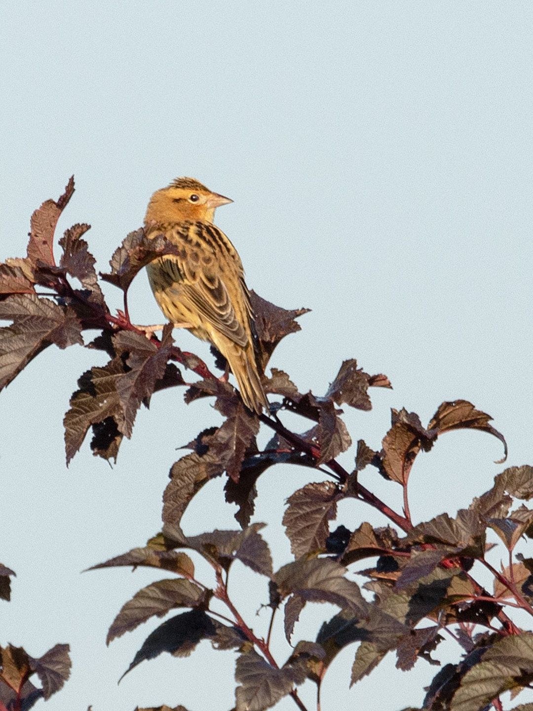 Wildlife, photograph 220