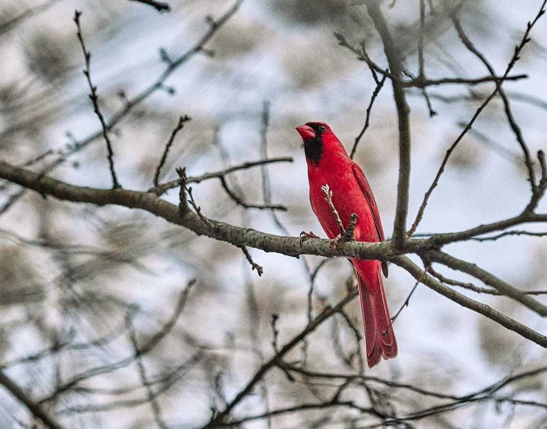 Wildlife, photograph 16