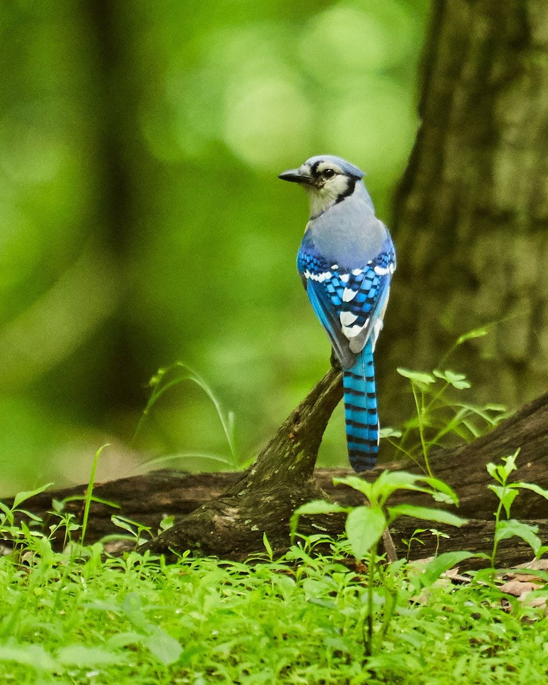 Wildlife, photograph 23