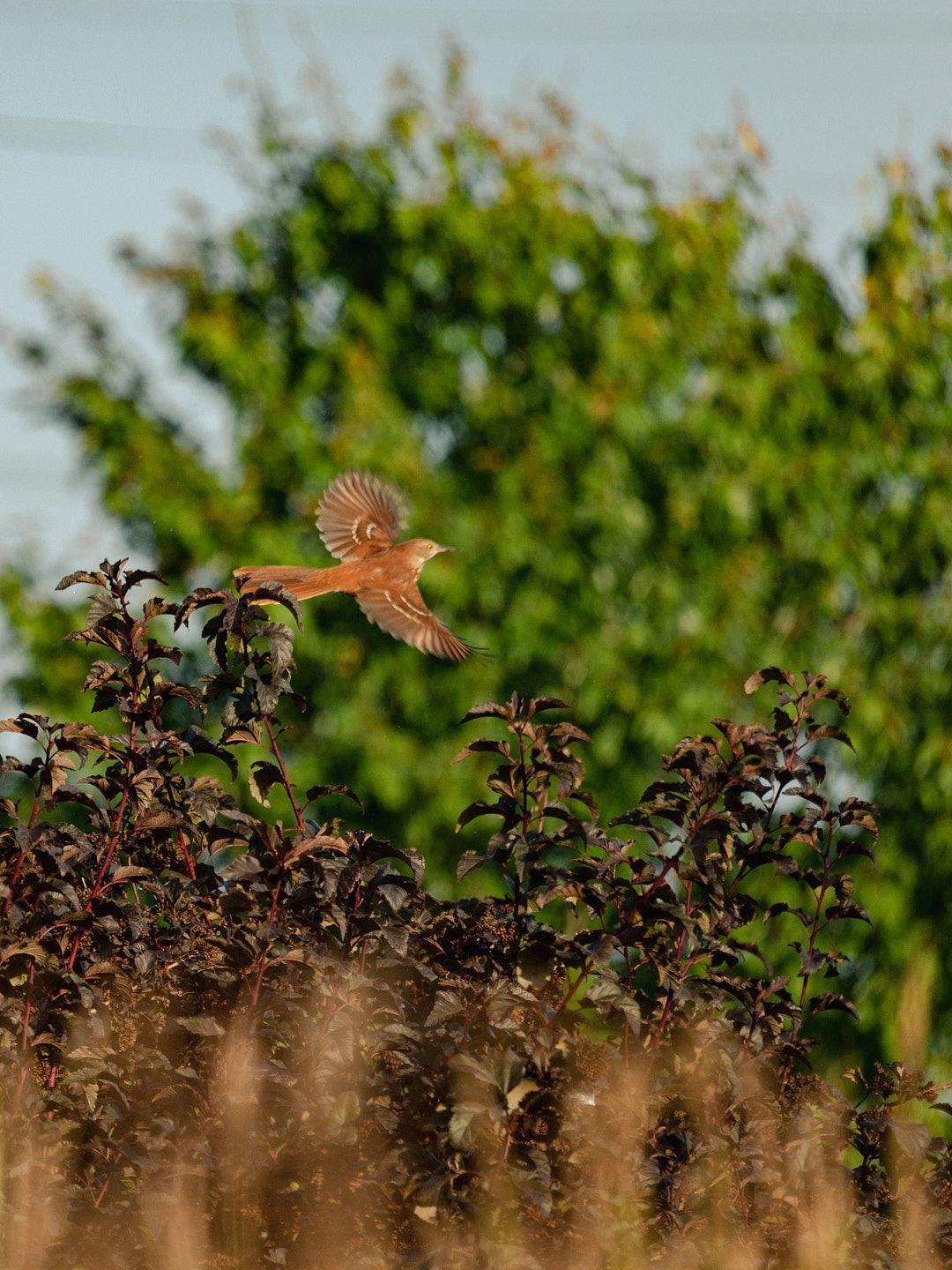 Wildlife, photograph 221