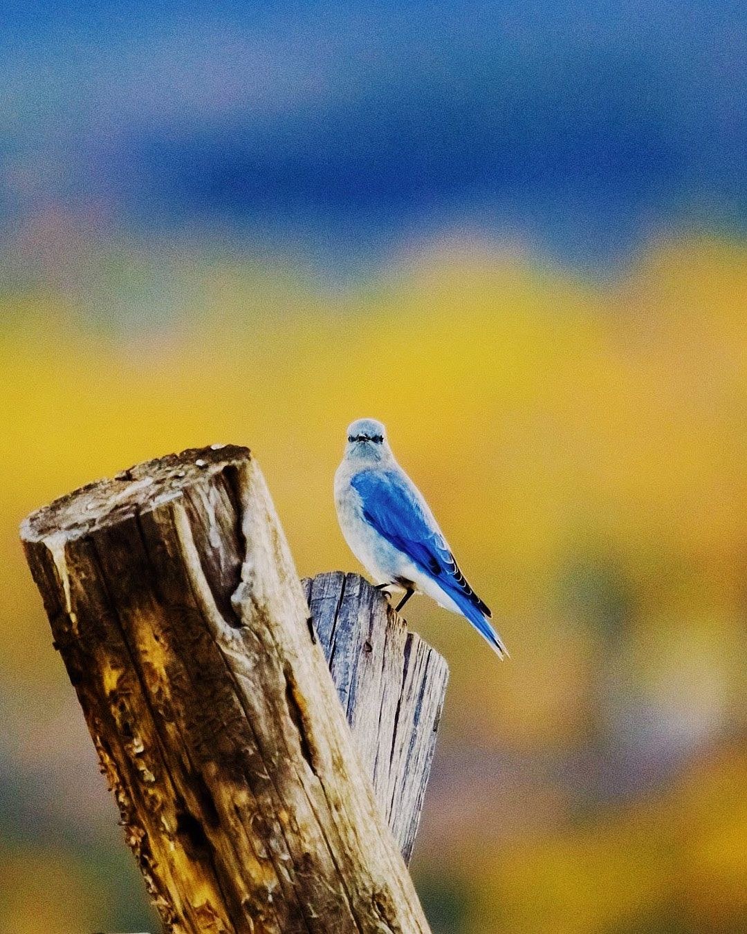 Wildlife, photograph 95