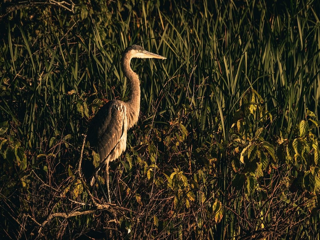 Wildlife, photograph 212