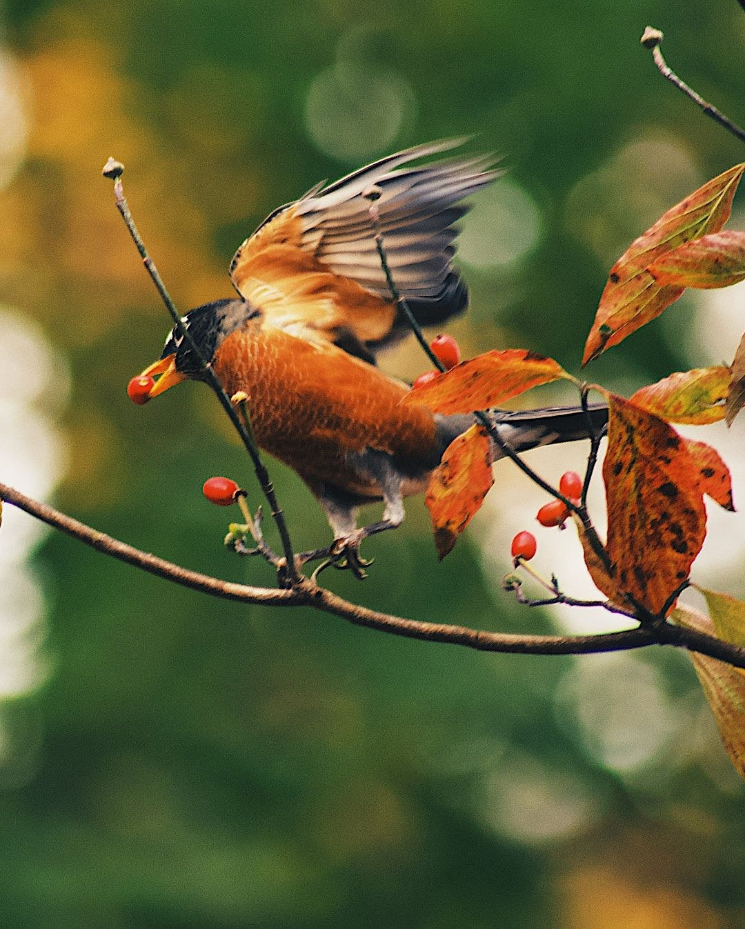 Wildlife, photograph 50