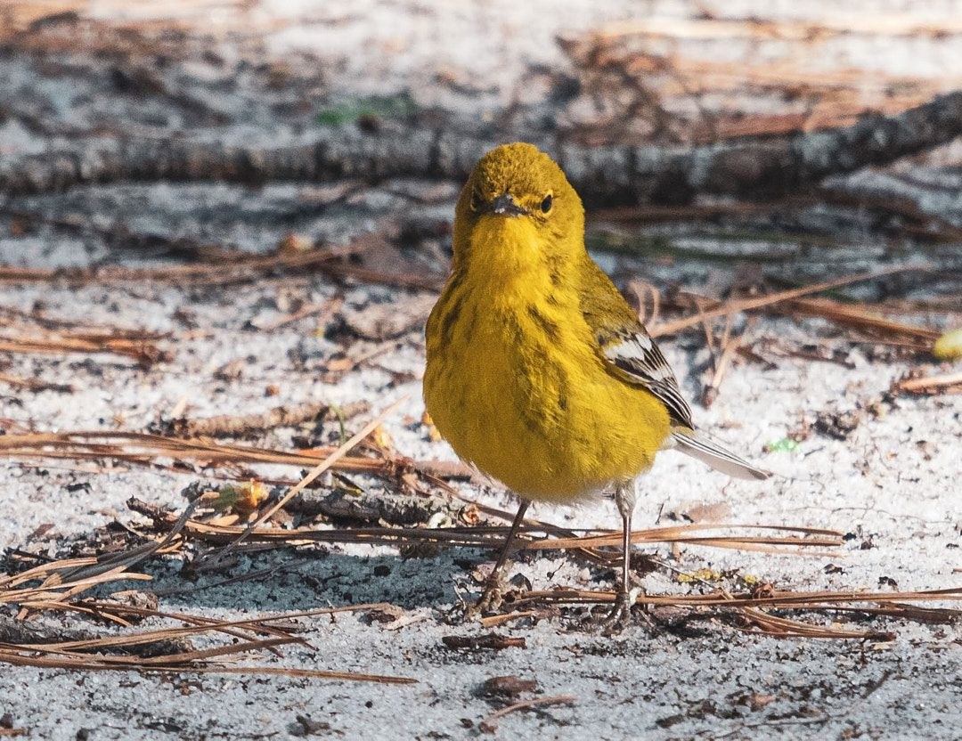 Wildlife, photograph 198