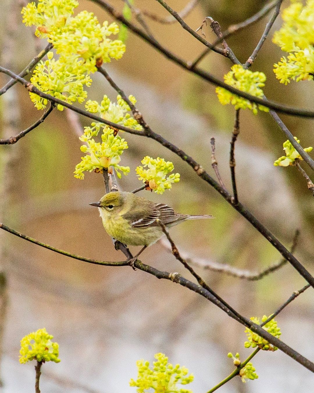 Wildlife, photograph 135