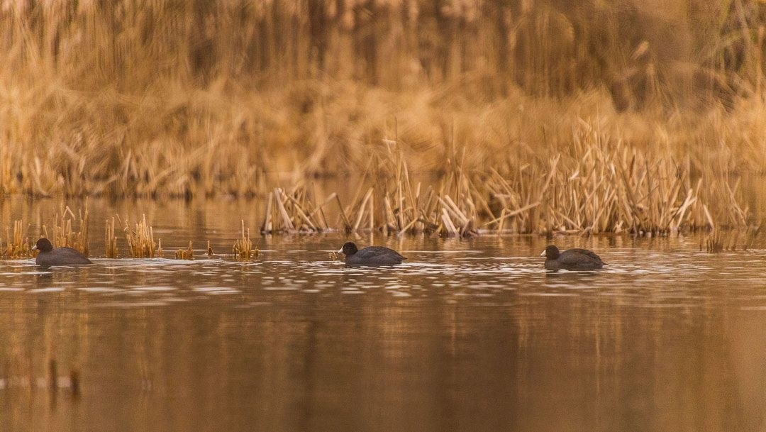 Wildlife, photograph 6