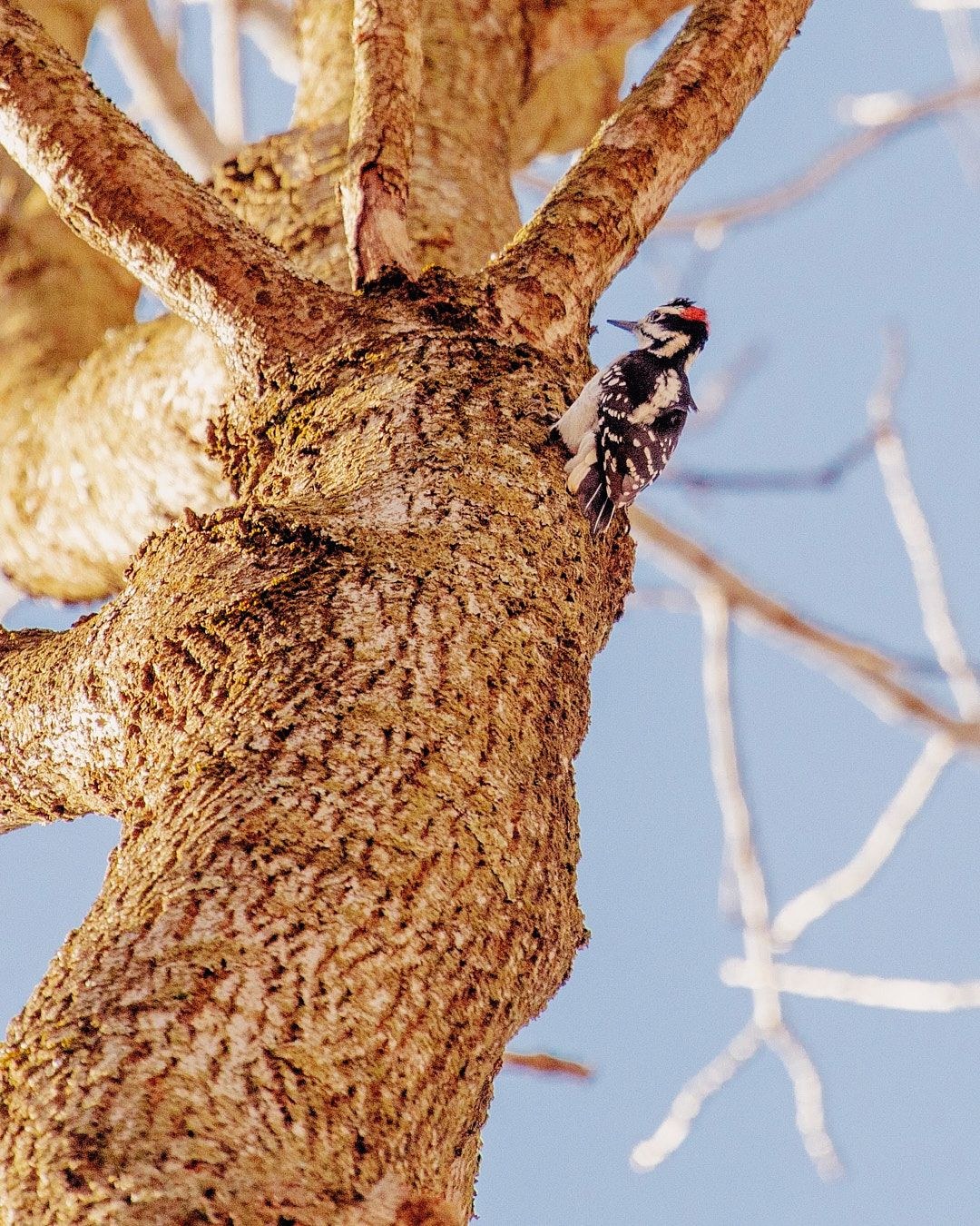 Wildlife, photograph 105