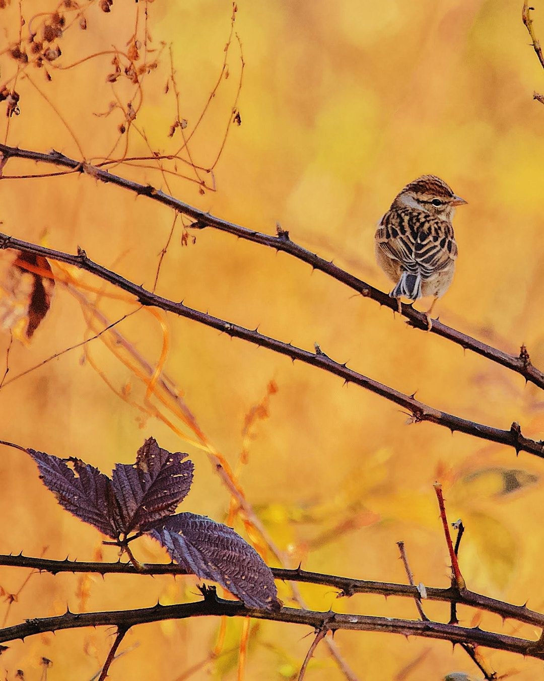 Wildlife, photograph 102