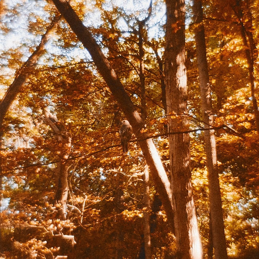 Schenley Park Walk, photograph 6