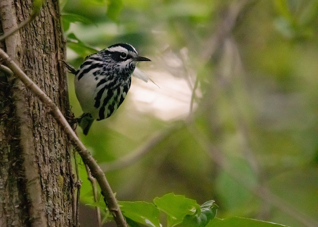 Wildlife, photograph 201