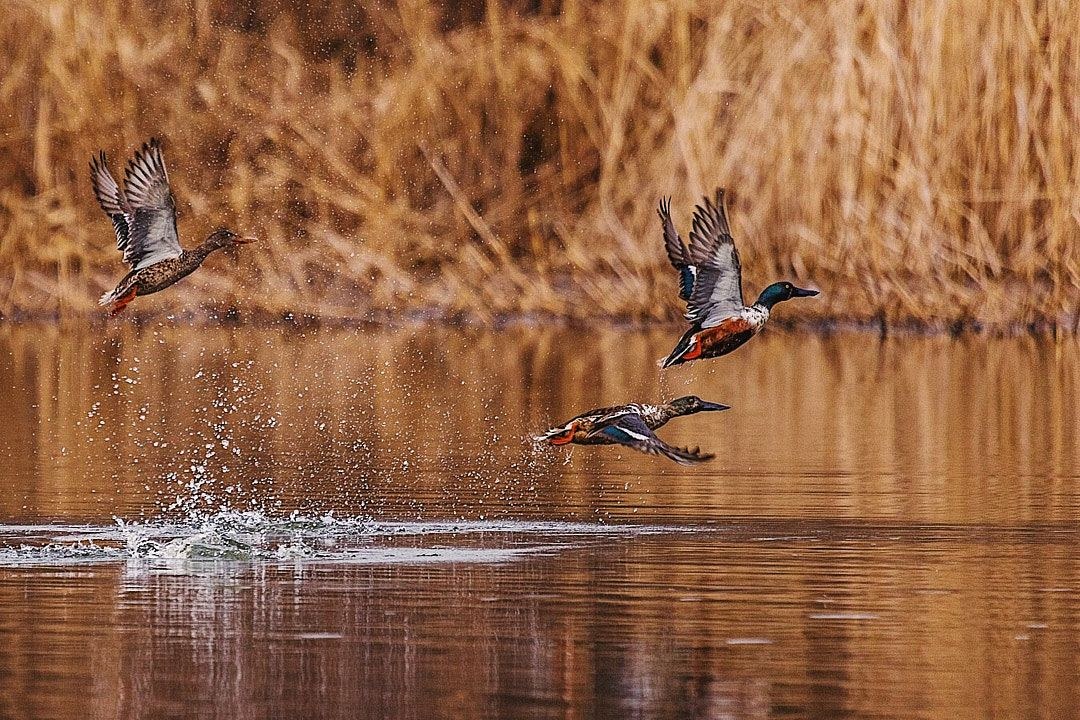 Wildlife, photograph 109
