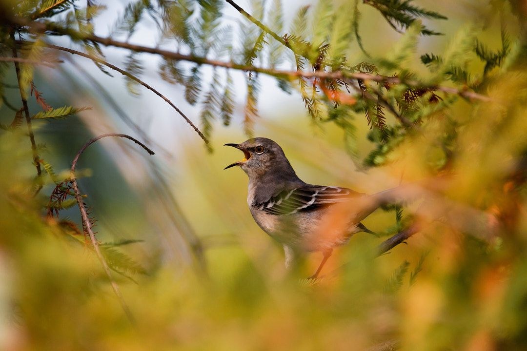 Wildlife, photograph 222