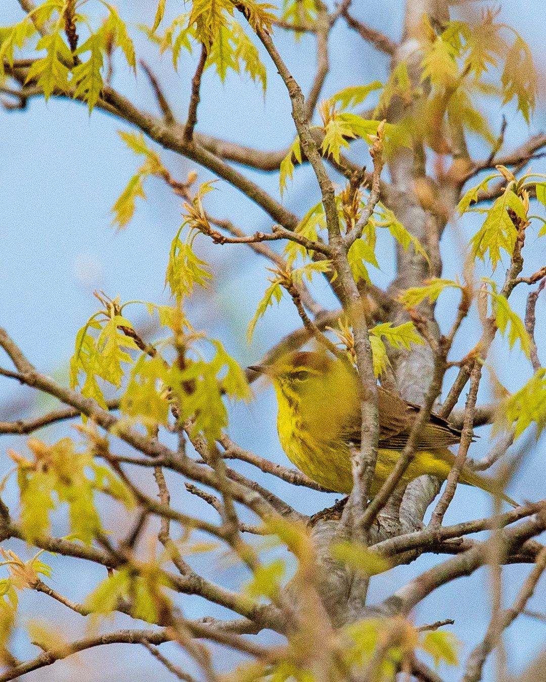Wildlife, photograph 128