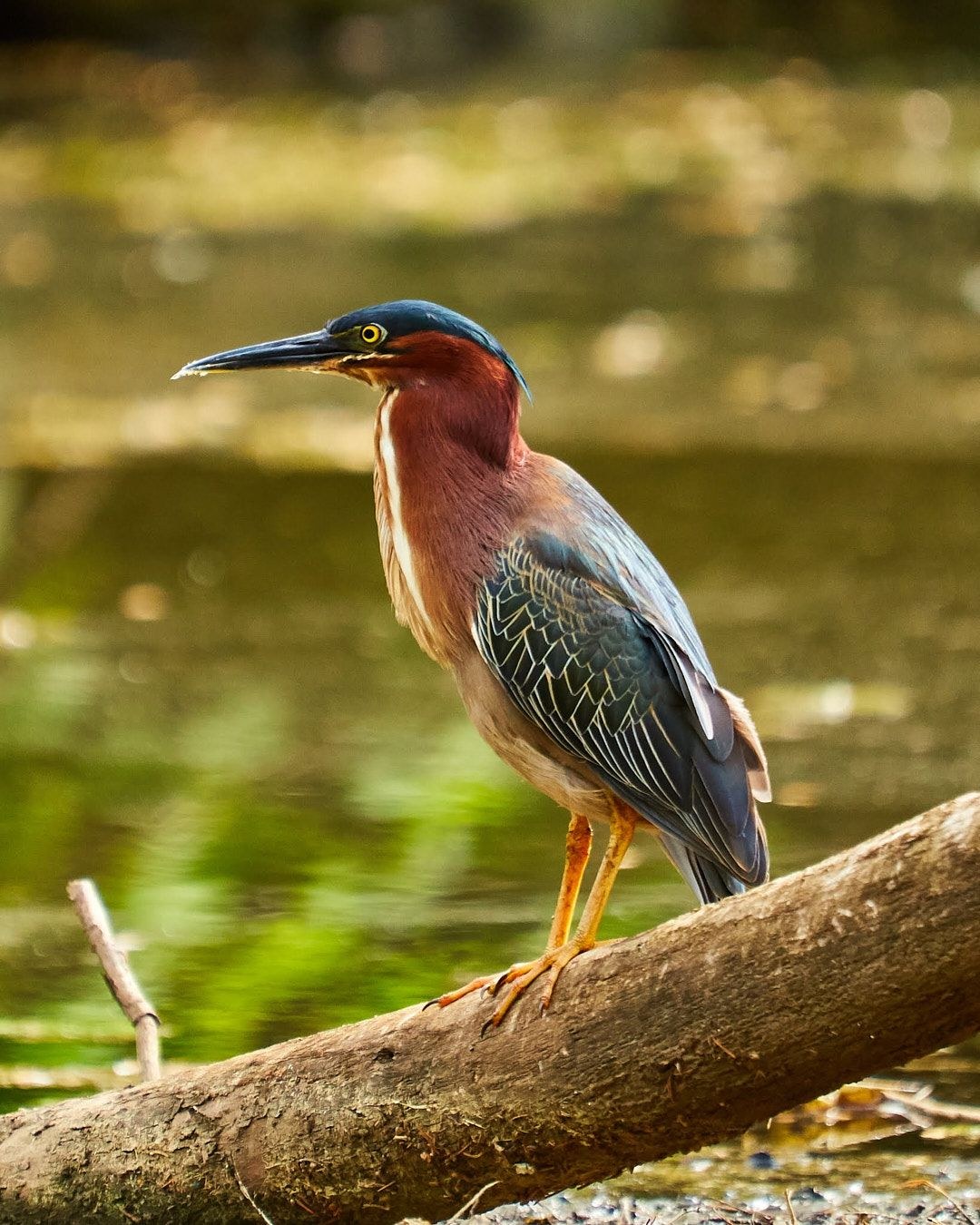 Wildlife, photograph 31