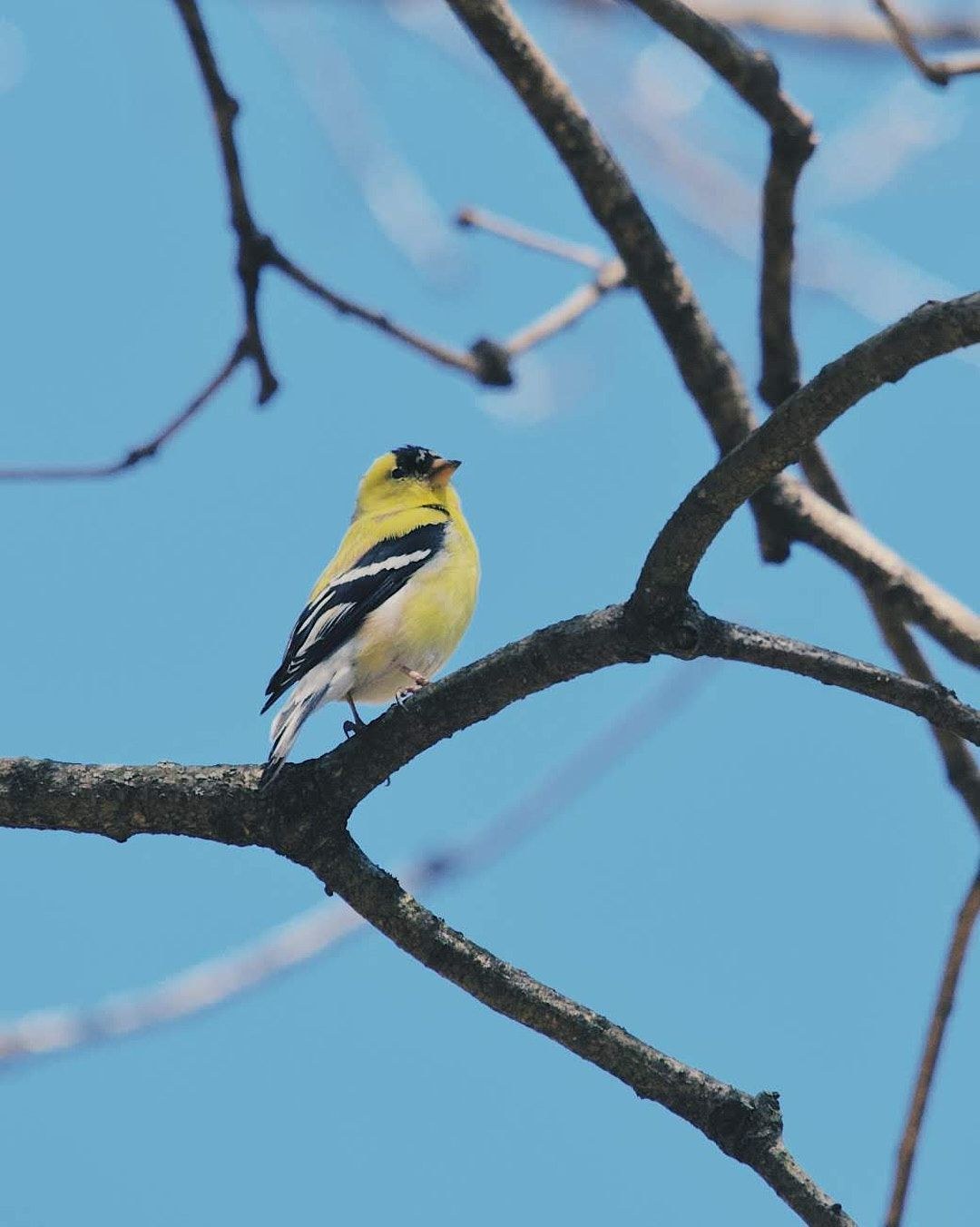 Wildlife, photograph 125